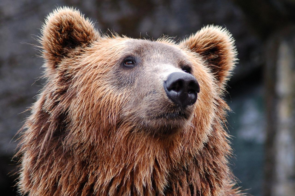 Павел Глазков рассказал, как спасти себе жизнь при встрече с медведем