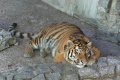 Петербургская тигрица Виола получила на день рождения необычный подарок