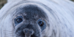 У тюленей на Финском заливе стартовал «сезон новорожденных» 