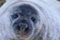 В Росприроднадзоре рассказали о причинах гибели тюленей в окрестностях Петербурга 