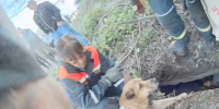 В Петербурге дети нашли пса в мешке, оставленного погибать под плитами на шоссе