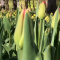 Петербург радуется раскрывающимся тюльпанам