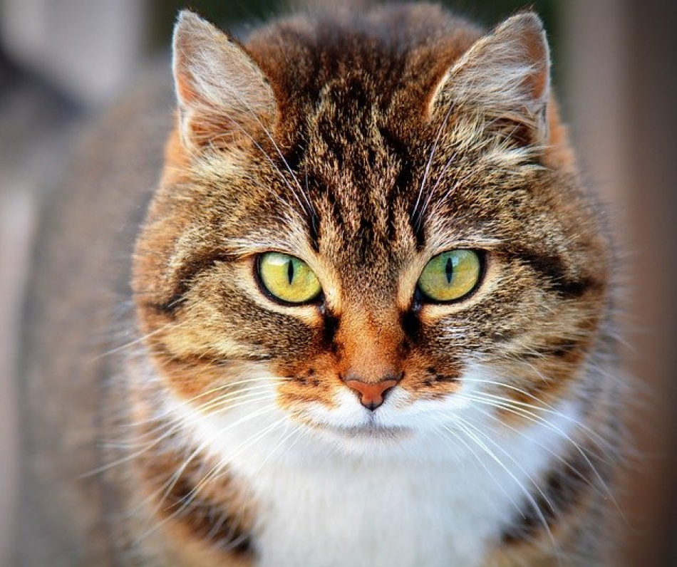 Служба защиты животных отобрала у американца самого толстого в мире кота