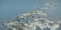 Краснокнижных тюленей в Финском заливе оказалось две тысячи