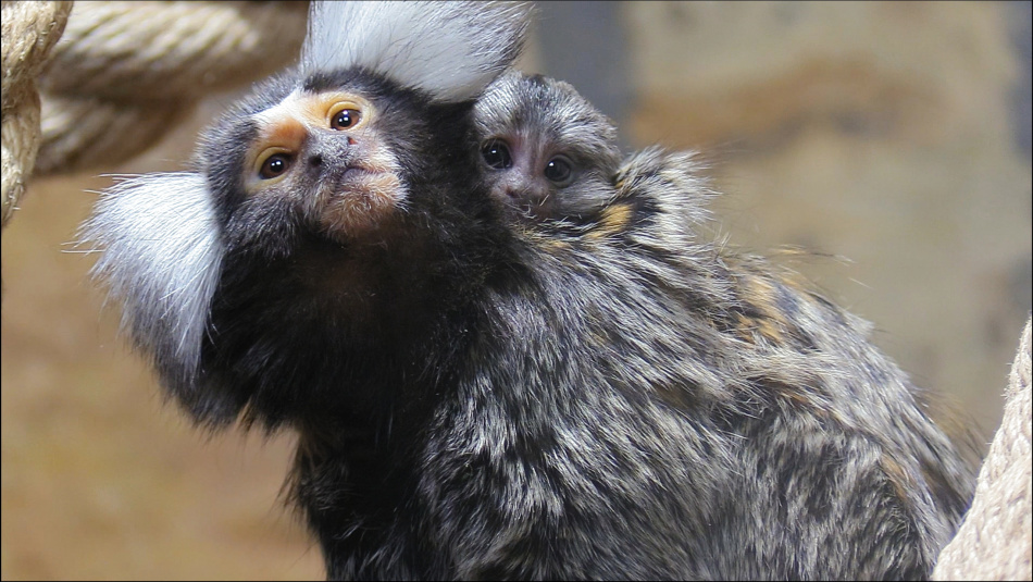 Сотрудники Ленинградского зоопарка показали горожанам забавы самых маленьких обезьян на планете