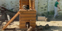 У мангустов из ленинградского зоопарка появился новый дом с башней