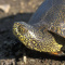 Болотные черепахи из-за жары стали выползать из водоемов Петербурга 