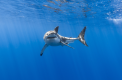 Убившую российского туриста акулу поместят в музей