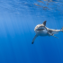 Петербуржцы смогут увидеть акулий детсад в океанариуме
