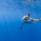Петербуржцы смогут увидеть акулий детсад в океанариуме