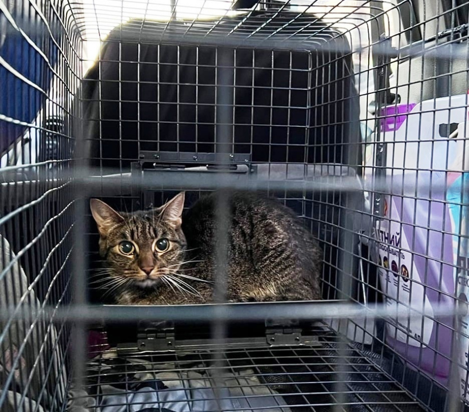 В Мурино четыре дня спасали запертого в квартире кота