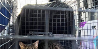 В Мурино четыре дня спасали запертого в квартире кота В Мурино четыре дня спасали запертого в квартире кота