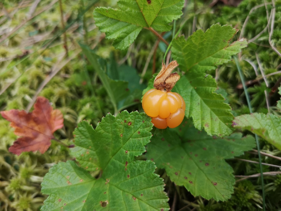 «Царская ягода» морошка побила рекорды урожайности в Ленинградской области