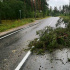 Более 200 деревьев повалил ураган в Ленобласти Более 200 деревьев повалил ураган в Ленобласти
