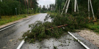 Более 200 деревьев повалил ураган в Ленобласти 