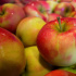Ассоциация садоводов РФ: Россия сможет полностью обеспечить себя яблоками через пять лет