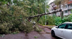Упавшие из-за ветра деревья перекрыли выход из парадной на проспекте Науки