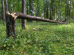Циклон повалил в Петербурге восемь деревьев в последний день августа 