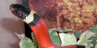 Росприроднадзор просит провести проверку по факту убийства змеи в Петербурге 