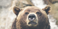 Росприроднадзор проверит фонд помощи бездомным животным в Петербурге из-за смерти медведя и волка 