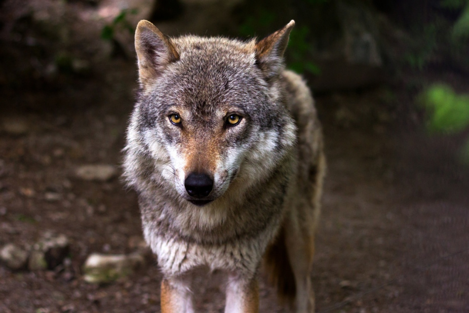 Из Псковской области в Ленинградский зоопарк привезли волчат 