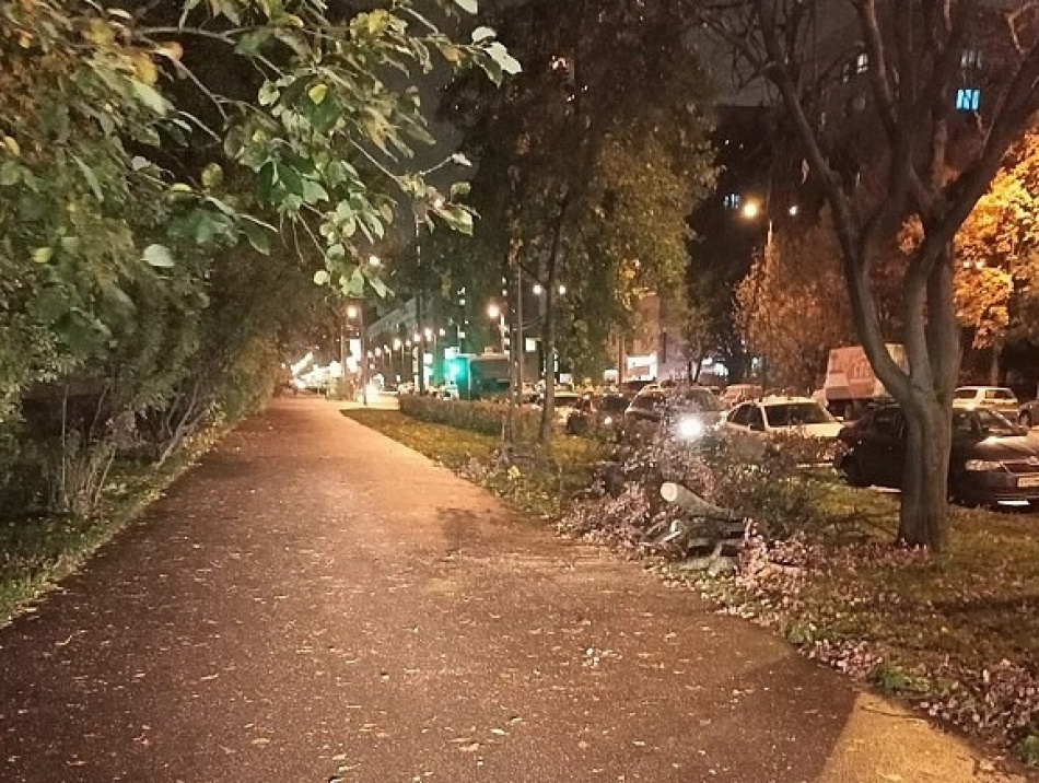Циклон «Zydrune» повалил 13 деревьев в Петербурге