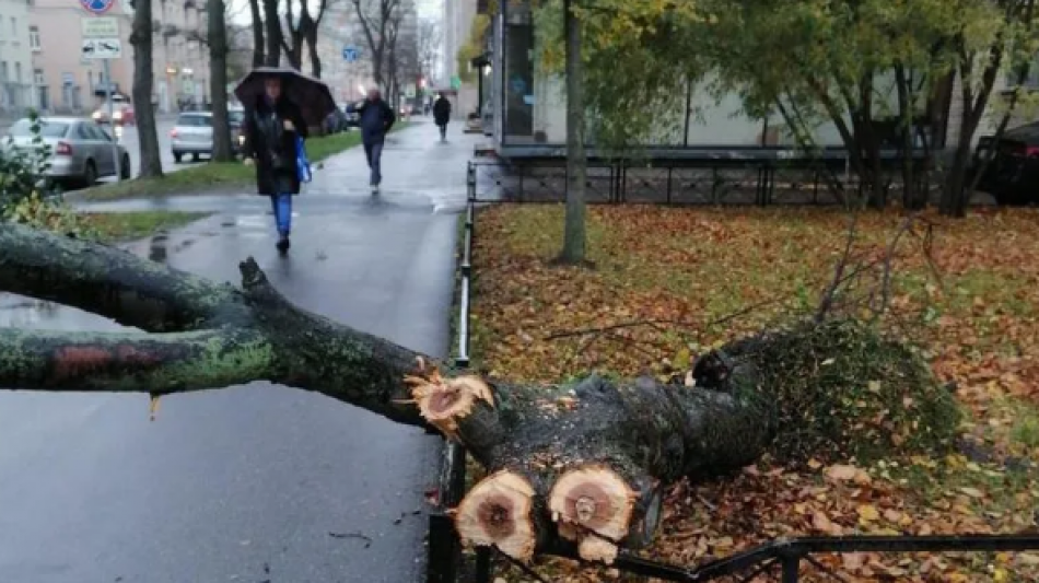Стало известно, какой район в Петербурге пострадал больше всего от бушевавшей стихии накануне