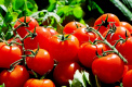 Стали известны причины резкого роста цен на томаты в Петербурге