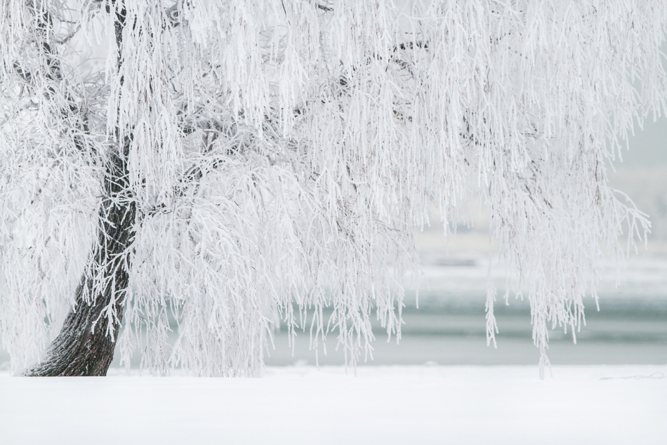 За ночь высота снежного покрова в Петербурге выросла до рекордных 10 сантиметров 