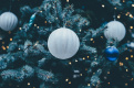 Главную новогоднюю елку в Петербург привезут из Выборгского района Ленобласти 