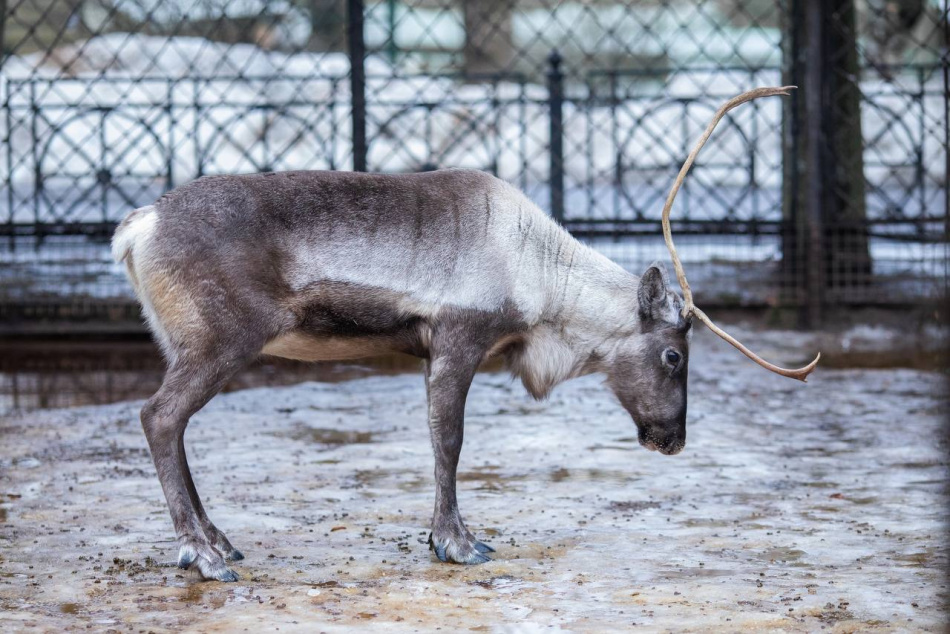 Уникальный северный единорог появился в Ленинградском зоопарке