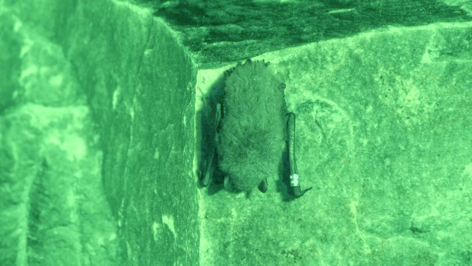 Появились фото зимующих в пещерах под Петербургом летучих мышей