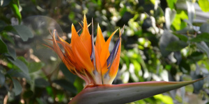 В Ботаническом саду Петербурга вновь зацвела «райская птица» или стрелиция королевская