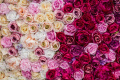 Почти 600 тонн роз, гвоздик и орхидей привезли в Петербург в преддверии 8 Марта
