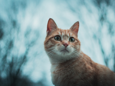 Фото Кукольный спектакль Кот в сапогах