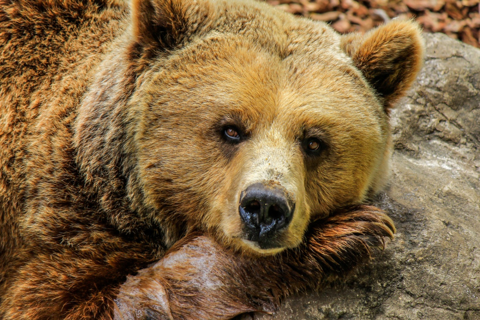 В Ленобласти просыпаются медведи 