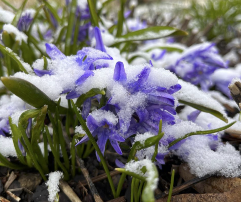 В Ботаническом саду весенние первоцветы замело снегом