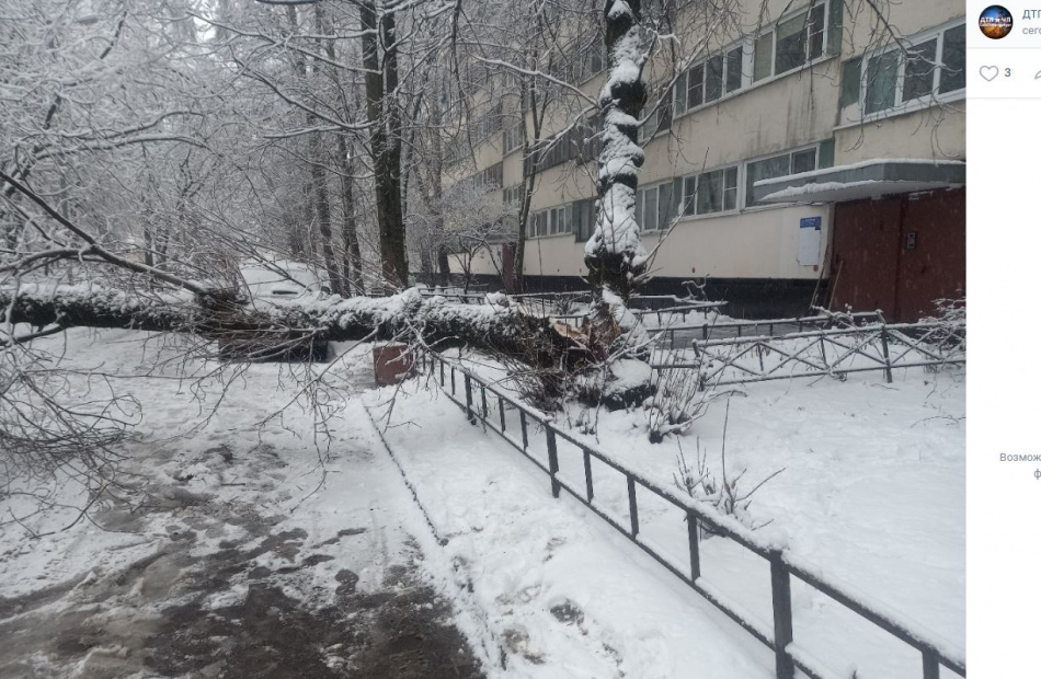 Деревья в Петербурге гнутся и падают под тяжестью весеннего снега
