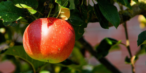 На Невском проспекте появятся декоративные яблони 