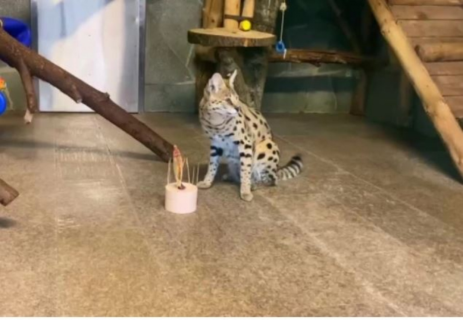 Сервалу Теду, подаренному на 150-летие зоопарка в Петербурге, сделали сюрприз в день рождения