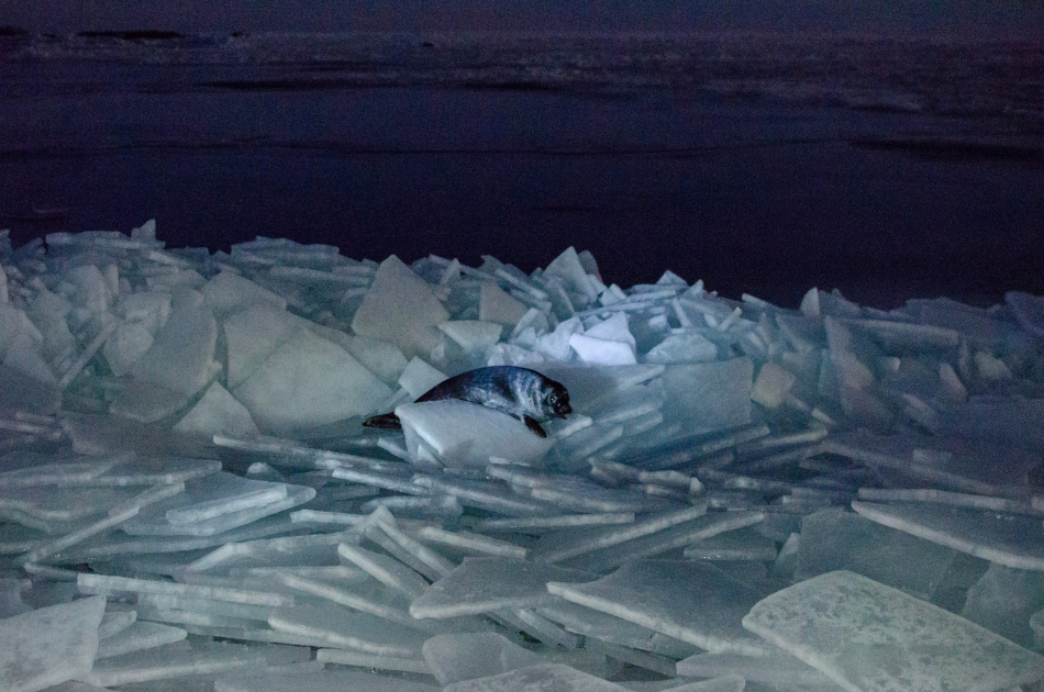 Фото: на острове Гогланд заметили любопытного тюленя на льдинах
