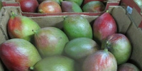 Почти семь тонн манго за один миллион рублей пытались нелегально провезти из Бразилии в Петербург