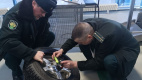 Контрабандиста из Финляндии поймали с сотней пачек сигарет в колесах