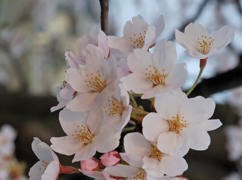 Частичка Японии в городе: где в Петербурге можно наблюдать цветение сакуры
