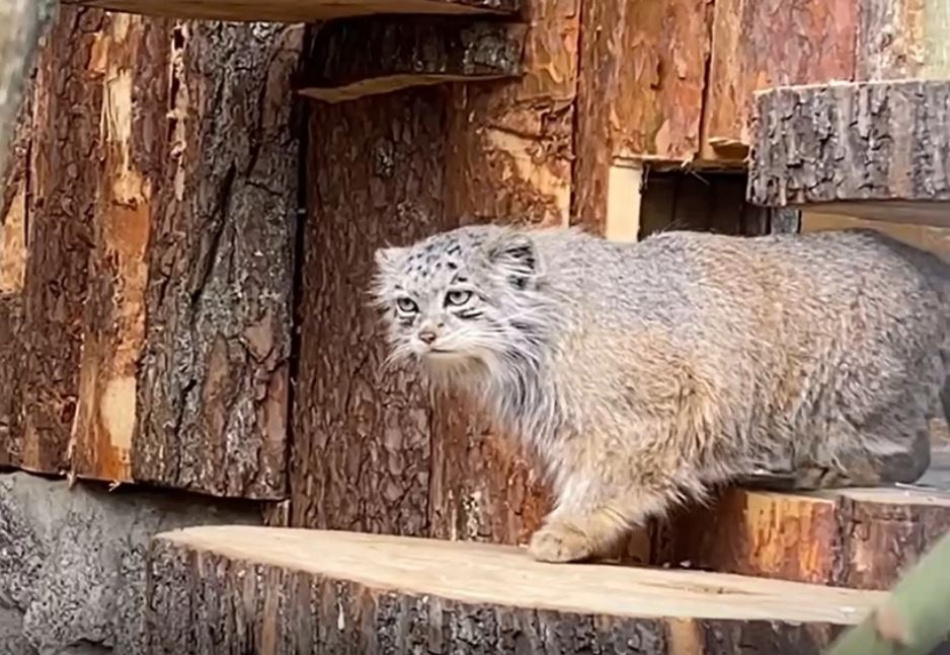 В Ленинградском зоопарке обновили вольер для диких кошек 