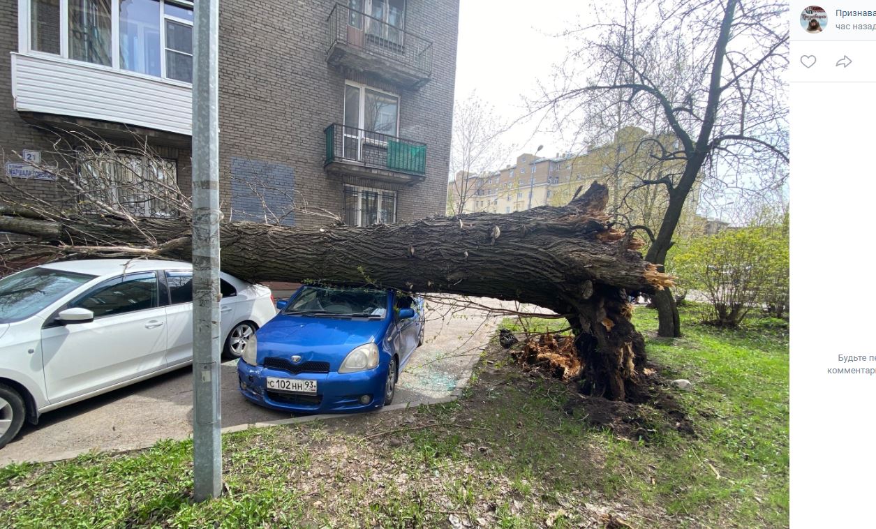 Трухлявое дерево упало на два автомобиля на Маршала Говорова