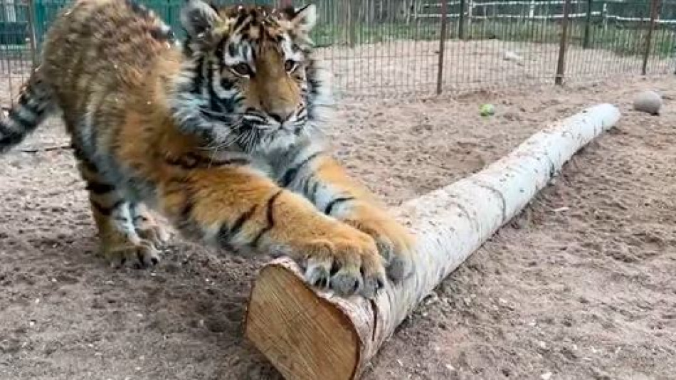 В Ленинградском Доме тигра выхаживают девятимесячную Опельку из Мариуполя