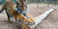 В Ленинградском Доме тигра выхаживают девятимесячную Опельку из Мариуполя