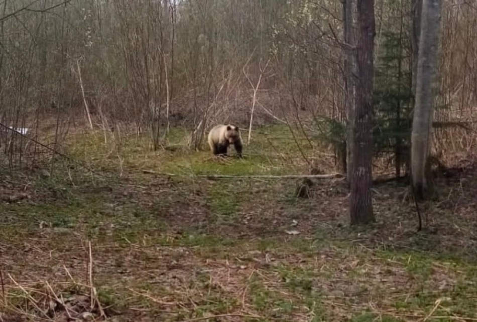 У деревни Ганьково в Тихвинском районе заметили голодного медведя