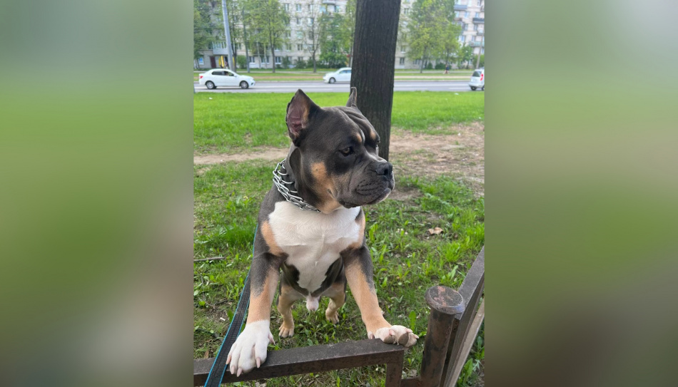 Петербуржец застрелил соседскую собаку на Ветеранов